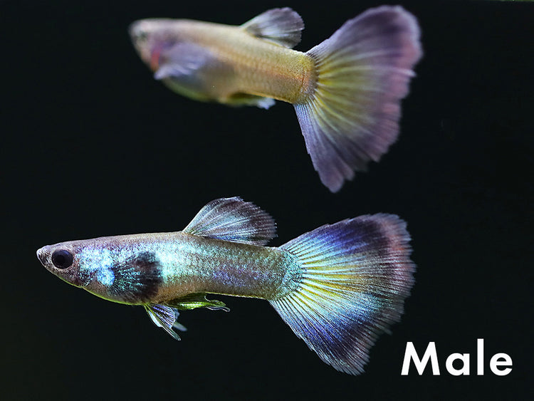 Tank-Bred Assorted Moscow Guppy (Poecilia reticulata) male displaying vibrant Moscow coloration and flowing fins in a planted freshwater aquarium