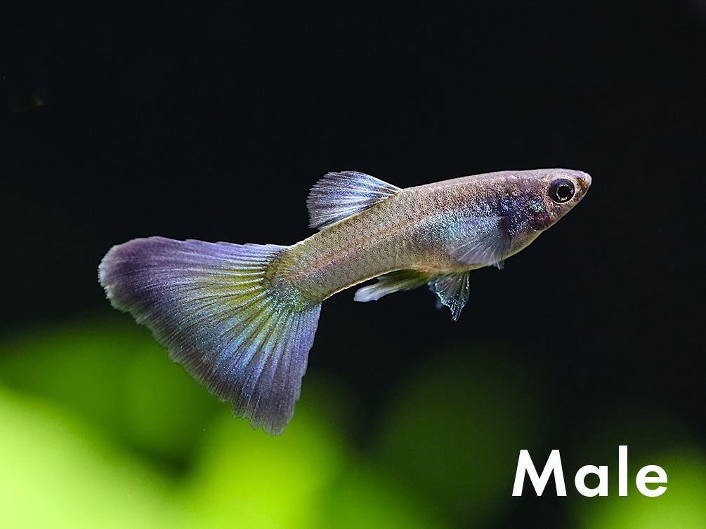 Guppy fish with a blurred green and black background
