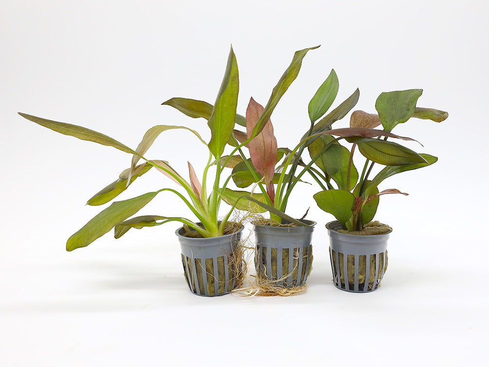 Assorted Sword Plants (Echinodorus sp.) – Bunched or Potted, Emerged or Submerged Growth
