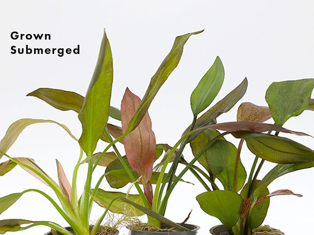 Assorted Sword Plants (Echinodorus sp.) – Bunched or Potted, Emerged or Submerged Growth