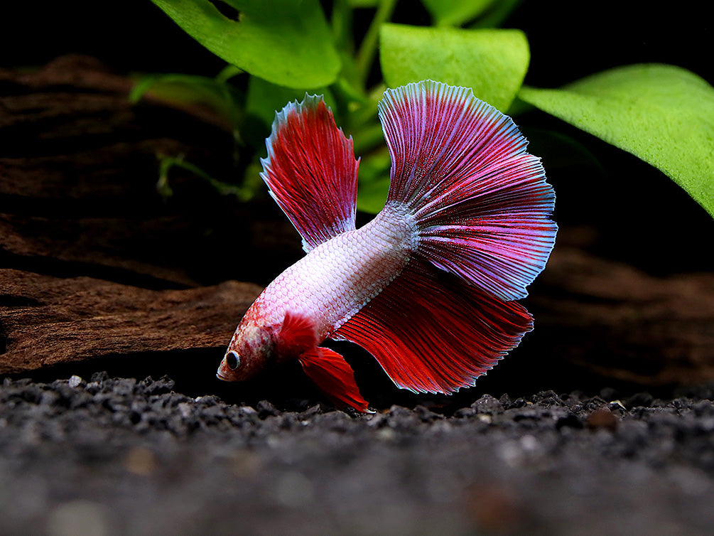 Dragon Super Delta Tail Betta (Betta splendens) - Tank Bred
