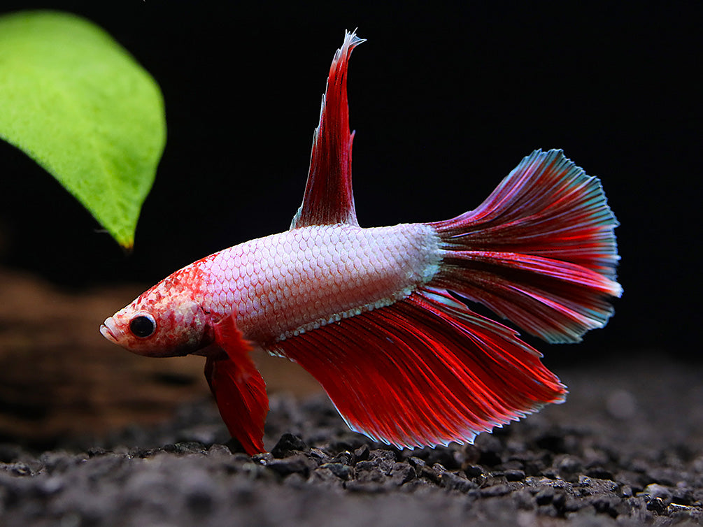 Dragon Super Delta Tail Betta (Betta splendens) - Tank Bred