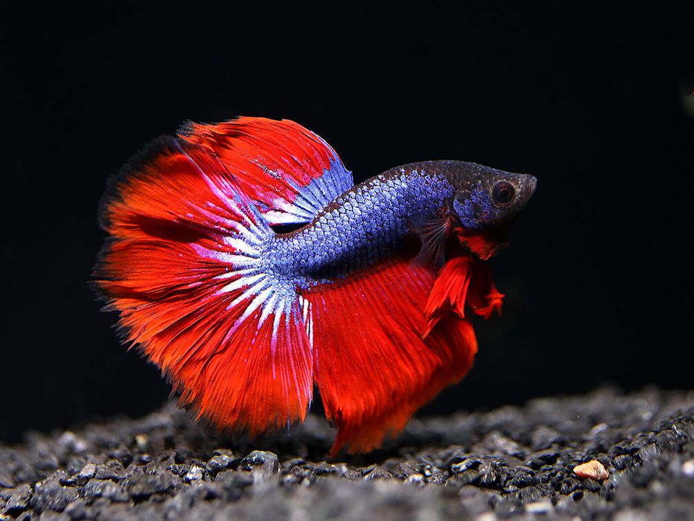 Dragon Super Delta Tail Betta (Betta splendens) - Tank Bred