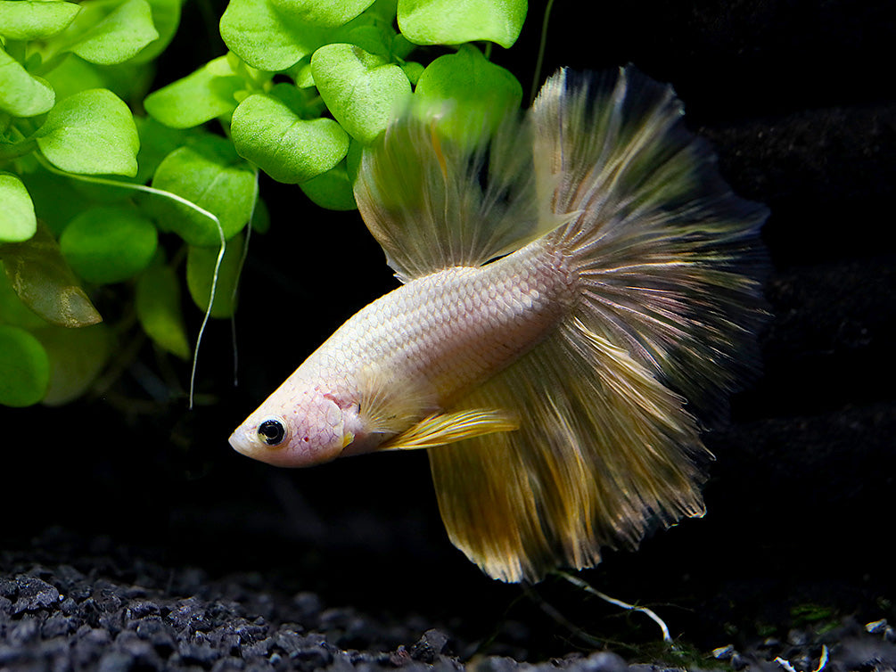 Dragon Super Delta Tail Betta (Betta splendens) - Tank Bred
