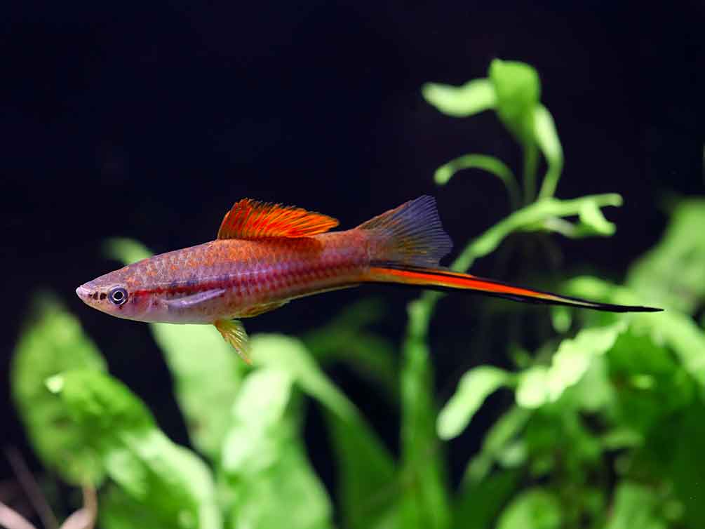 Premium Assorted Swordtails (Xiphophorus hellerii) - Tank Bred