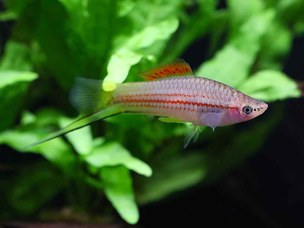Premium Assorted Swordtails (Xiphophorus hellerii) - Tank Bred