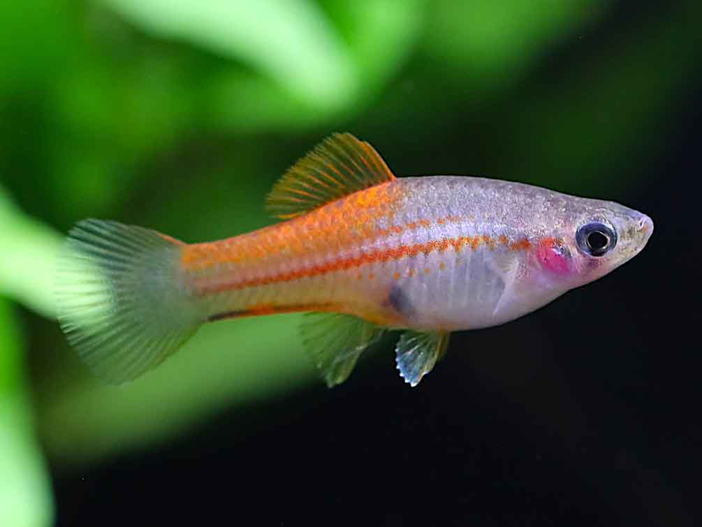 Premium Assorted Swordtails (Xiphophorus hellerii) - Tank Bred