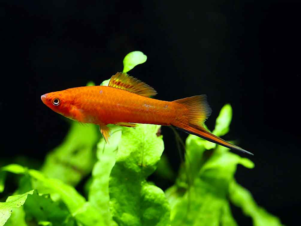 Premium Assorted Swordtails (Xiphophorus hellerii) - Tank Bred