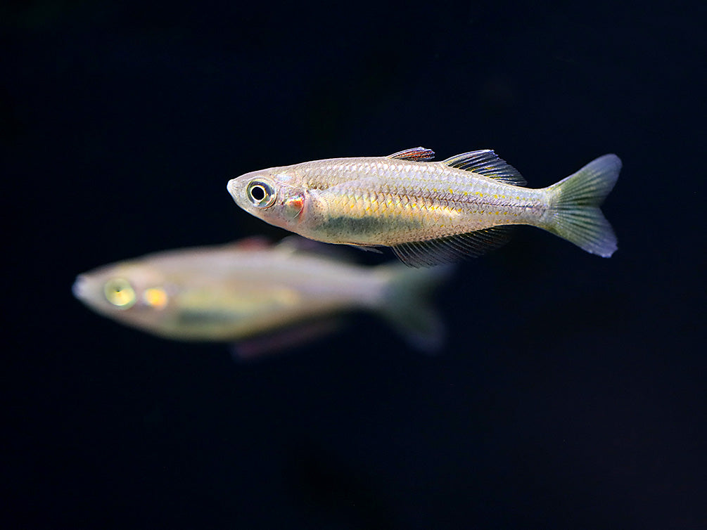 Australian Rainbowfish (Melanotaenia fluviatilis) - Tank Bred