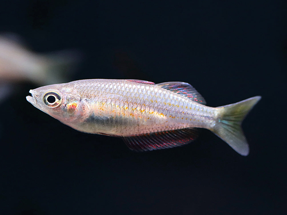 Australian Rainbowfish (Melanotaenia fluviatilis) - Tank Bred - School of 3