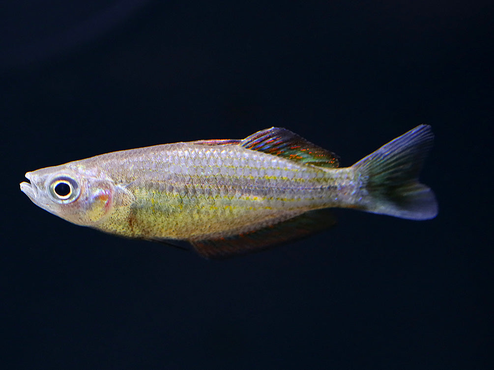 Australian Rainbowfish (Melanotaenia fluviatilis) - Tank Bred