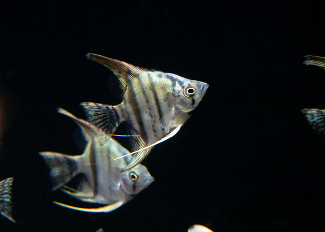 Avatar Turkey Green Angelfish (Pterophyllum scalare  "Avatar Turkey Green") - Tank-Bred!!!