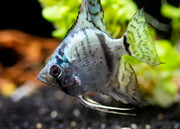 Avatar Turkey Green Angelfish (Pterophyllum scalare  "Avatar Turkey Green") - Tank-Bred!!!