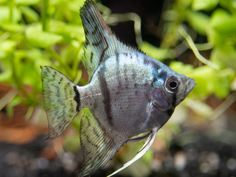 Avatar Turkey Green Angelfish (Pterophyllum scalare  "Avatar Turkey Green") - Tank-Bred!!!