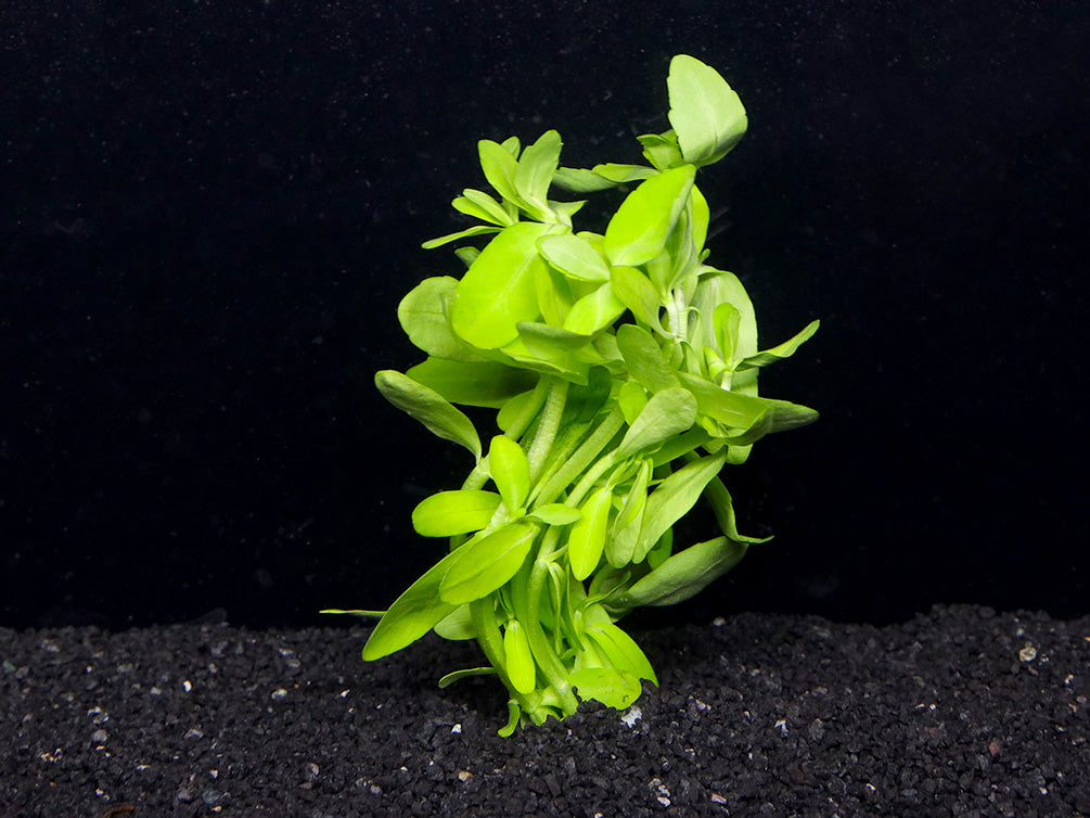 Giant Bacopa (Bacopa madagascariensis) - Bunch