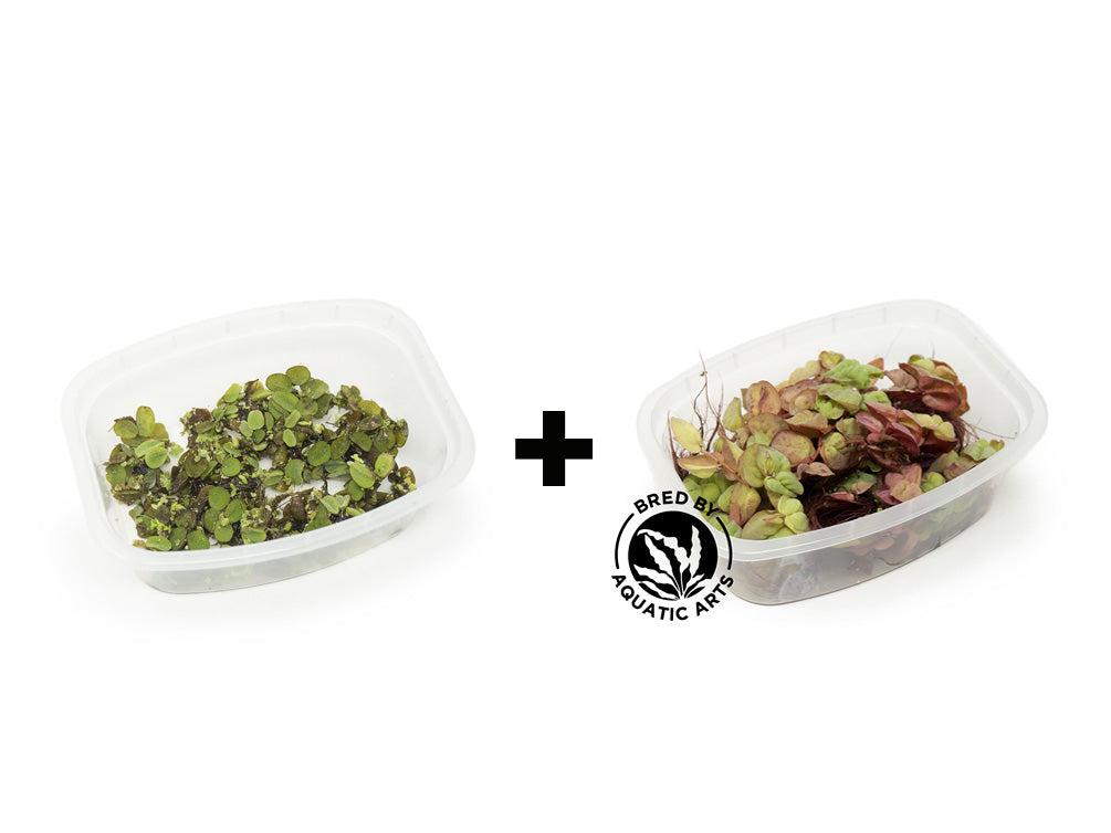 Aquatic Arts Plants BOGO Deals and Value Buys