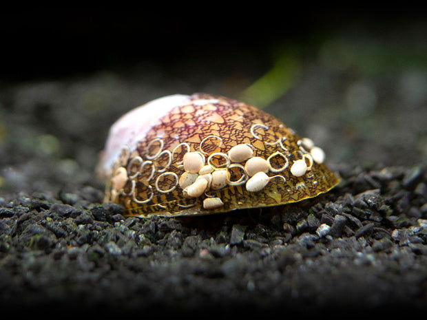 Marbled Limpet AKA Porcelain AKA Turtle Limpet Nerite Snail (Septaria porcellana)
