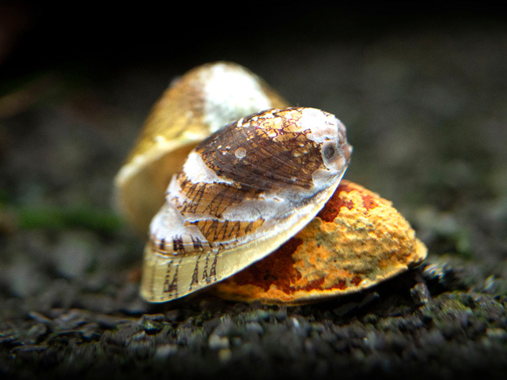 Marbled Limpet AKA Porcelain AKA Turtle Limpet Nerite Snail (Septaria porcellana)