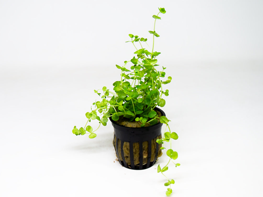 Giant Baby Tears (Micranthemum umbrosum)