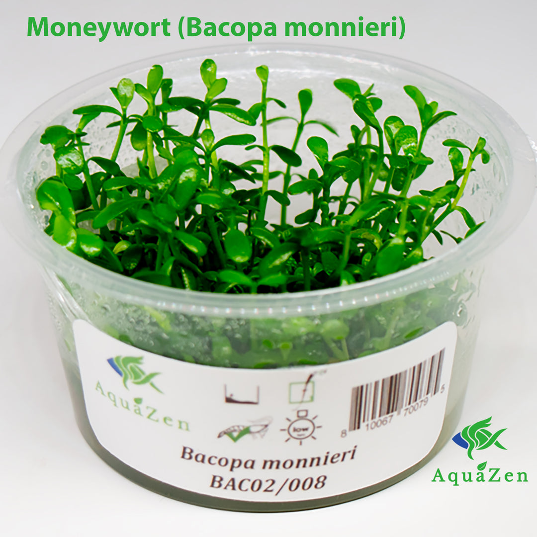 Moneywort (Bacopa monnieri) Tissue Culture