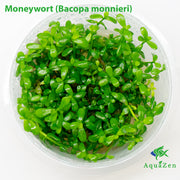 Moneywort (Bacopa monnieri) Tissue Culture