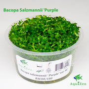 Bacopa Salzmannii 'Purple' var SG  (Bacopa Salzmannii 'Purple') Tissue Culture