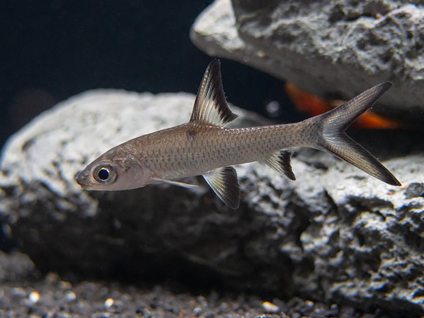 Balera Fish Bala Shark (Balantiocheilos melanopterus) Tank Bred – Aquatic Arts