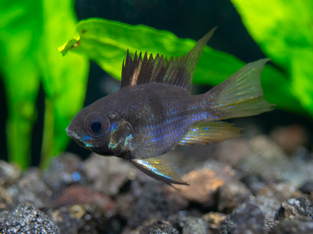 https://aquaticarts.com/cdn/shop/files/BalloonBlackRamCichlid1edited4to3300dpi.jpg?v=1702670027