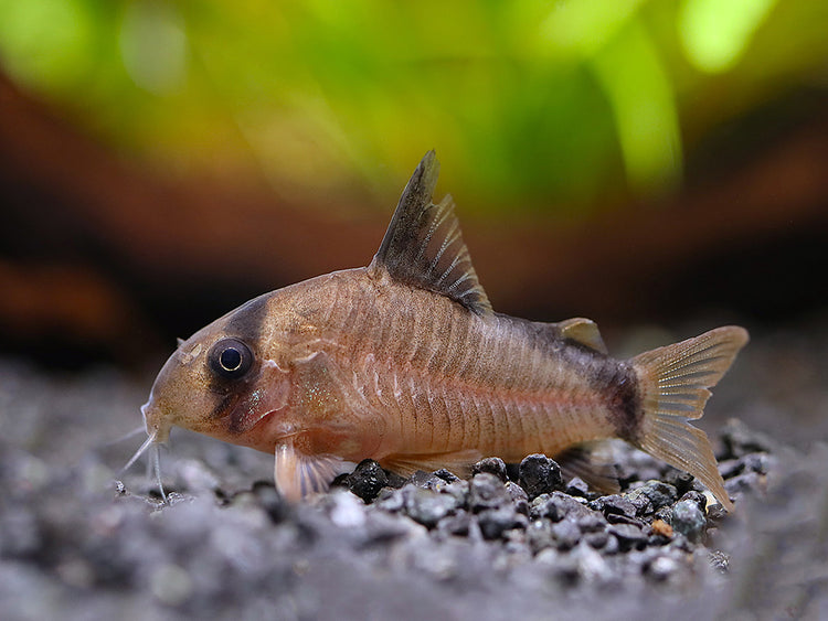 Bandit Cory Catfish (Corydoras metae) tank-bred locally bred juvenile showing its distinctive black bandit mask and dorsal stripe while resting on a sandy aquarium substrate