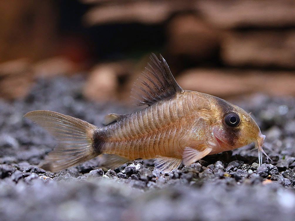 Locally bred Bandit Cory Catfish (Corydoras metae) displaying its distinctive black bandit mask while exploring a freshwater planted aquarium