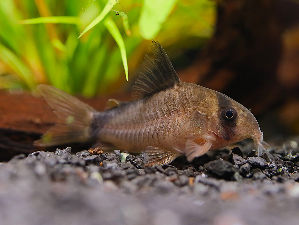 Locally bred Bandit Cory Catfish (Corydoras metae) displaying its distinctive black bandit mask while exploring a freshwater planted aquarium