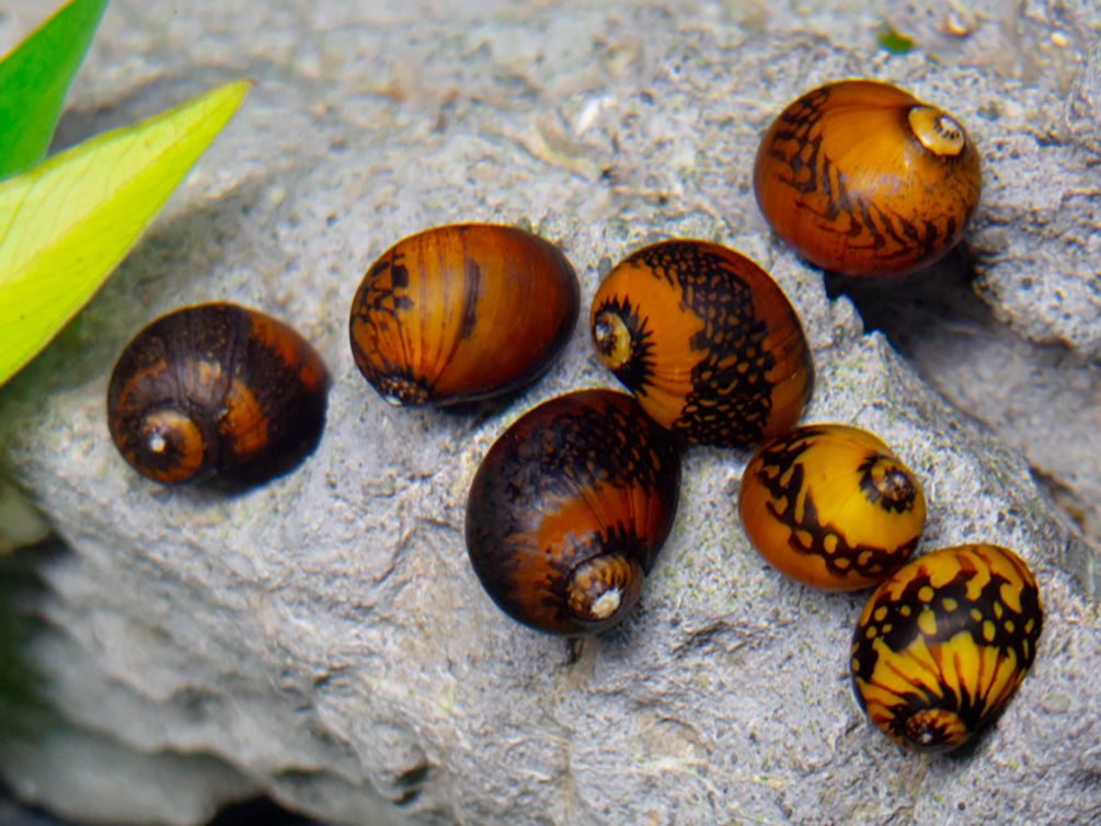 Batik Nerite Snail (Neritina variegata)