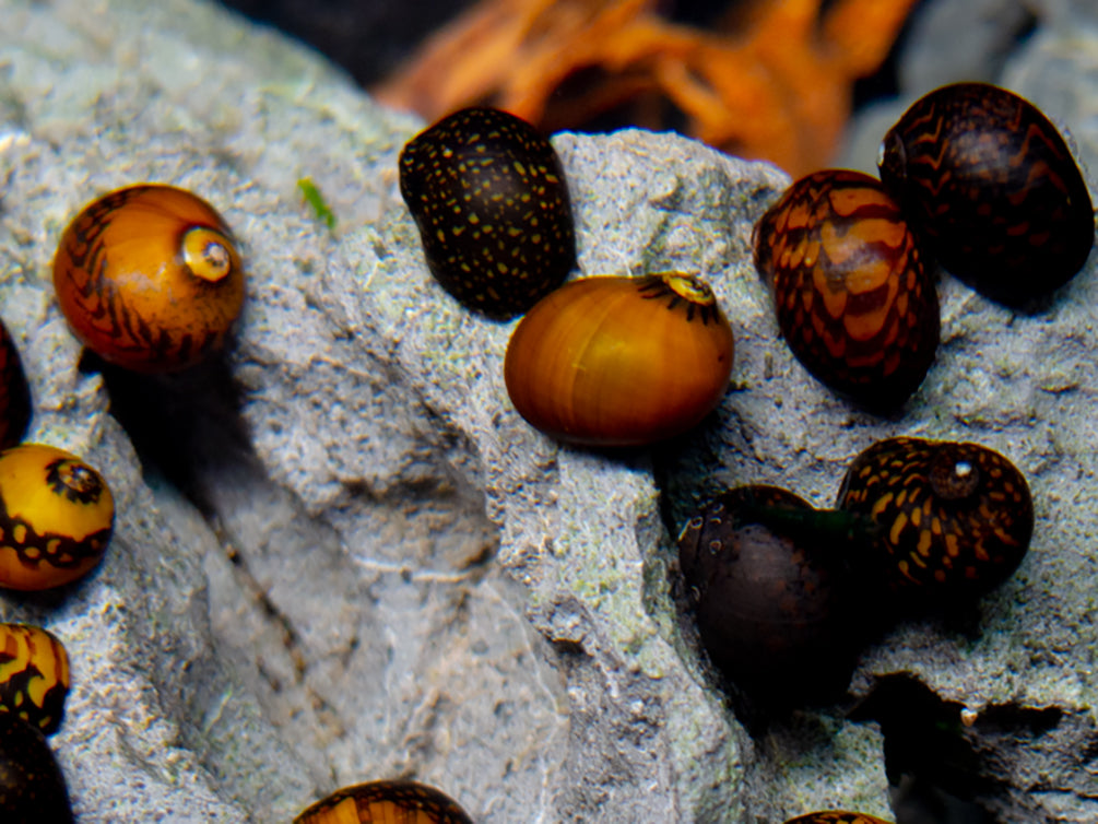 Batik Nerite Snail (Neritina variegata)