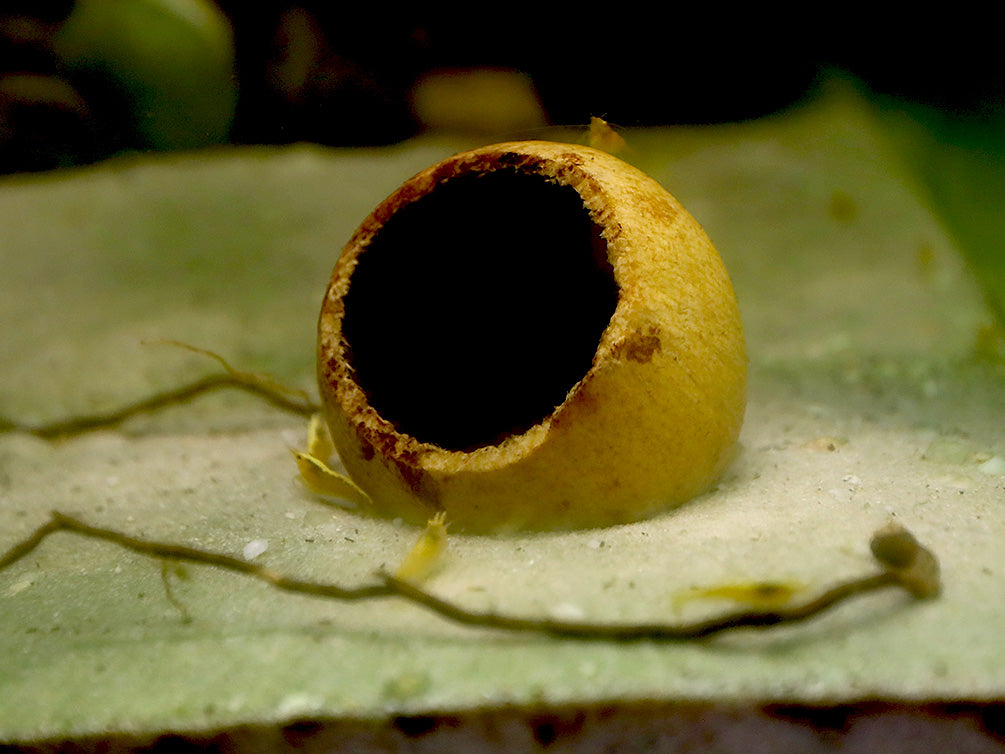 Aquatic Arts Beal Pods (Aegle marmelos) — Dried Botanicals