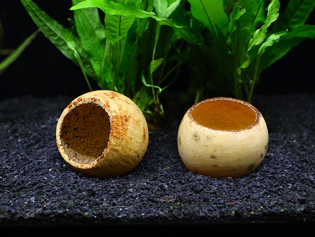 Aquatic Arts Beal Pods (Aegle marmelos) — Dried Botanicals