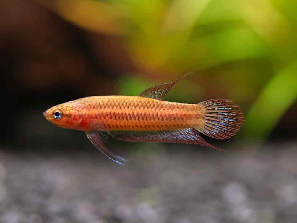 Betta Livida “Klang” (Betta livida) – Tank-Bred