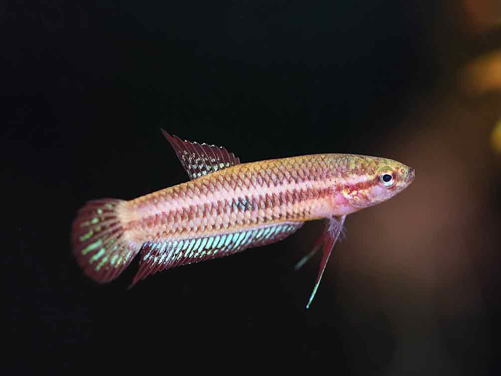 Betta Livida “Klang” (Betta livida) – Tank-Bred