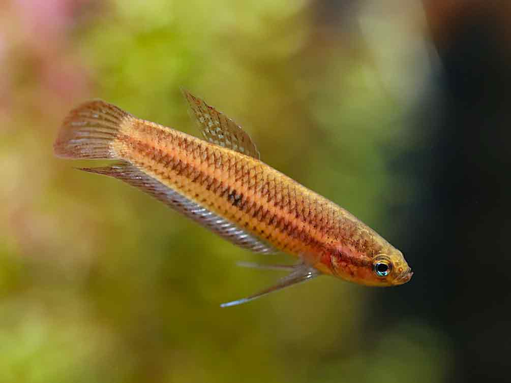 Betta Livida “Klang” (Betta livida) – Tank-Bred
