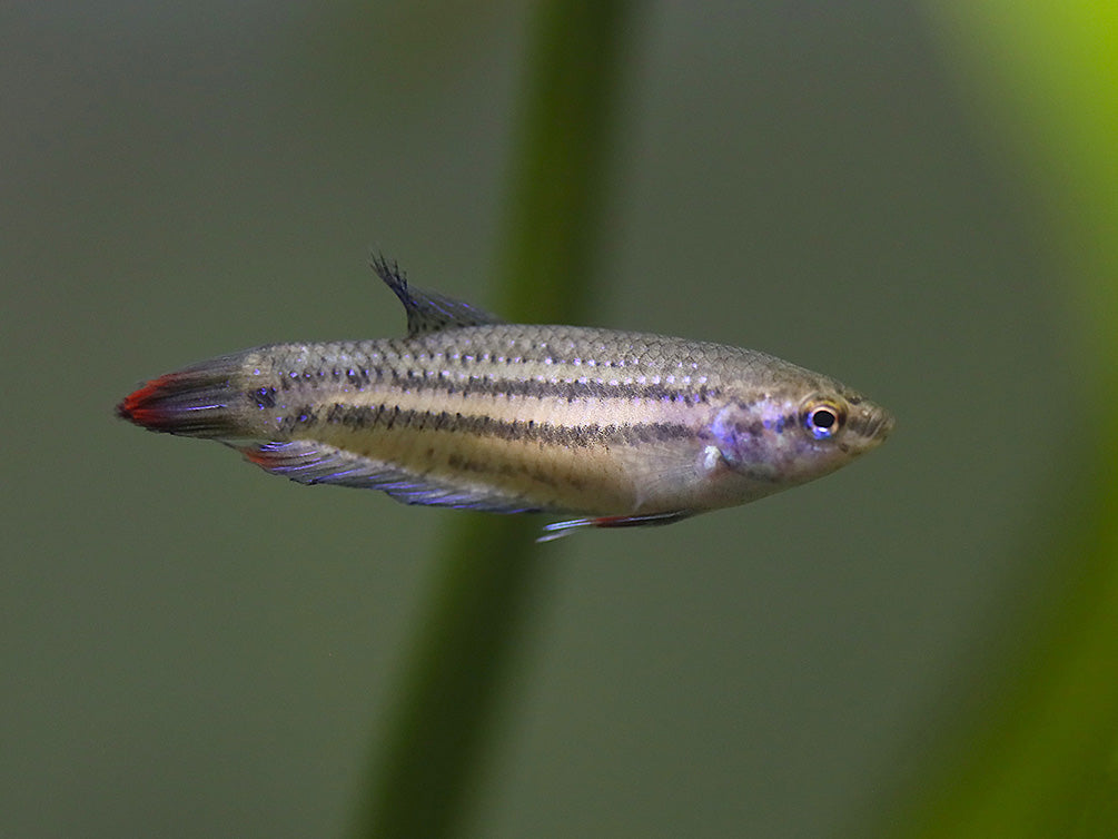  Imbellis Betta (Betta imbellis) displaying iridescent blue-green scales, red fins, and peaceful natural coloration while swimming in a planted freshwater aquarium.