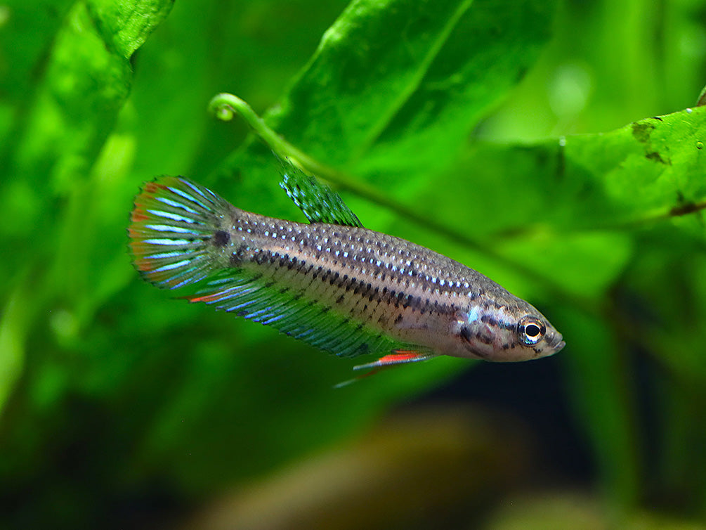 Betta imbellis (Betta imbellis) – Tank Bred - Shoal of 3 (USA Bred)