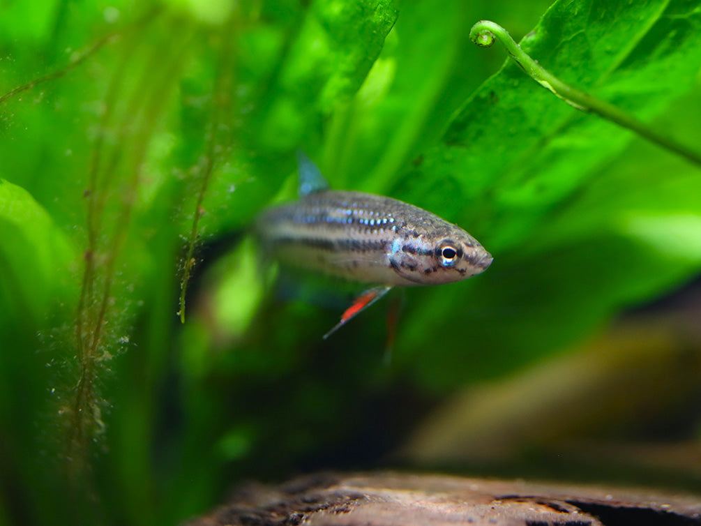 Male Imbellis Betta (Betta imbellis) displaying iridescent blue-green scales, red fins, and peaceful natural coloration while swimming in a planted freshwater aquarium.