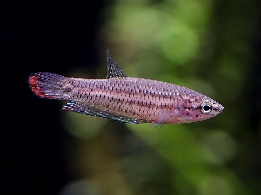  Imbellis Betta (Betta imbellis) displaying iridescent blue-green scales, red fins, and peaceful natural coloration while swimming in a planted freshwater aquarium.