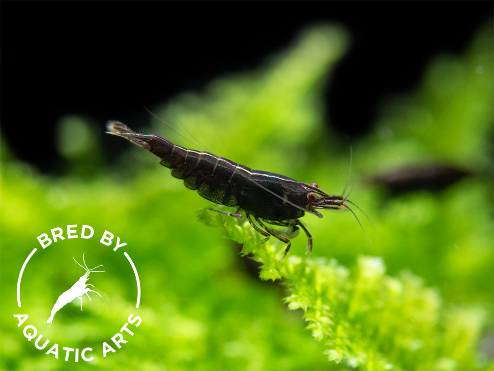 Bred By Aquatic Arts Neocaridina Shrimp - 5 Pack BOGO | Premium Freshwater Shrimp