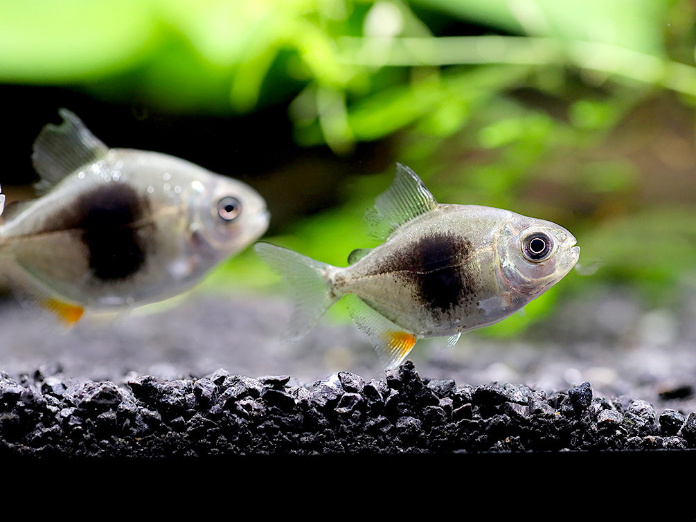 Black Berry Silver Dollar (Metynnis sp.) – Tank-Bred