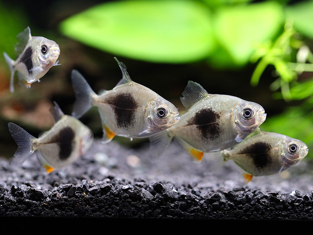 Black Berry Silver Dollar (Metynnis sp.) – Tank-Bred