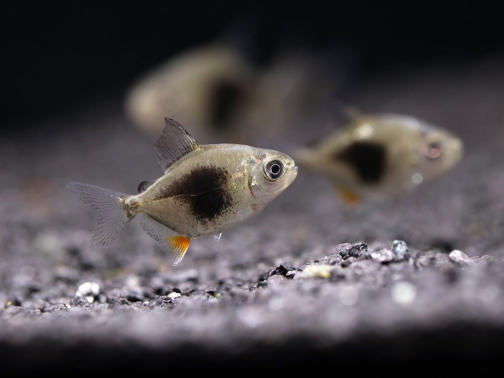 Black Berry Silver Dollar (Metynnis sp.) – Tank-Bred