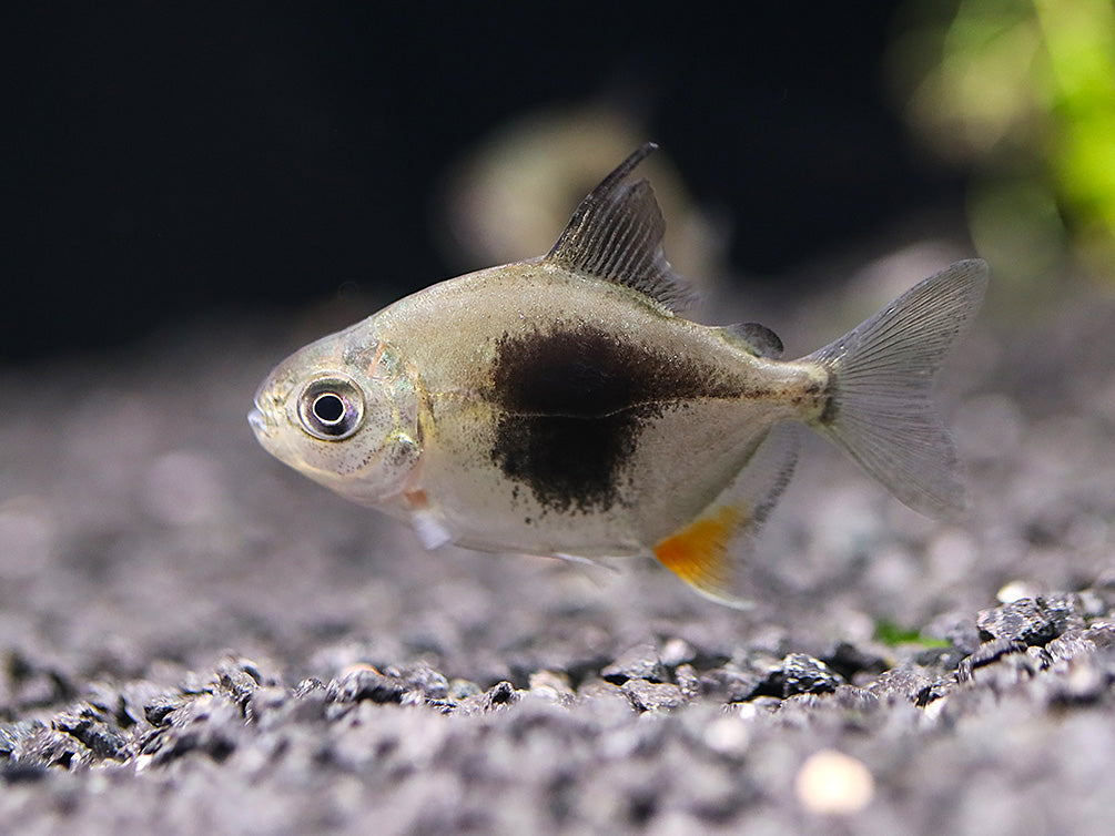 Black Berry Silver Dollar (Metynnis sp.) – Tank-Bred