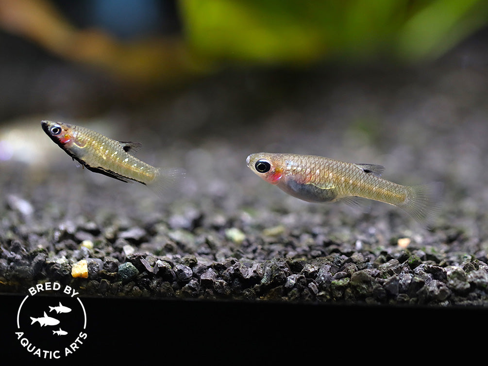Black Chin Livebearer (Poeciliopsis prolifica) – Bred by Aquatic Arts