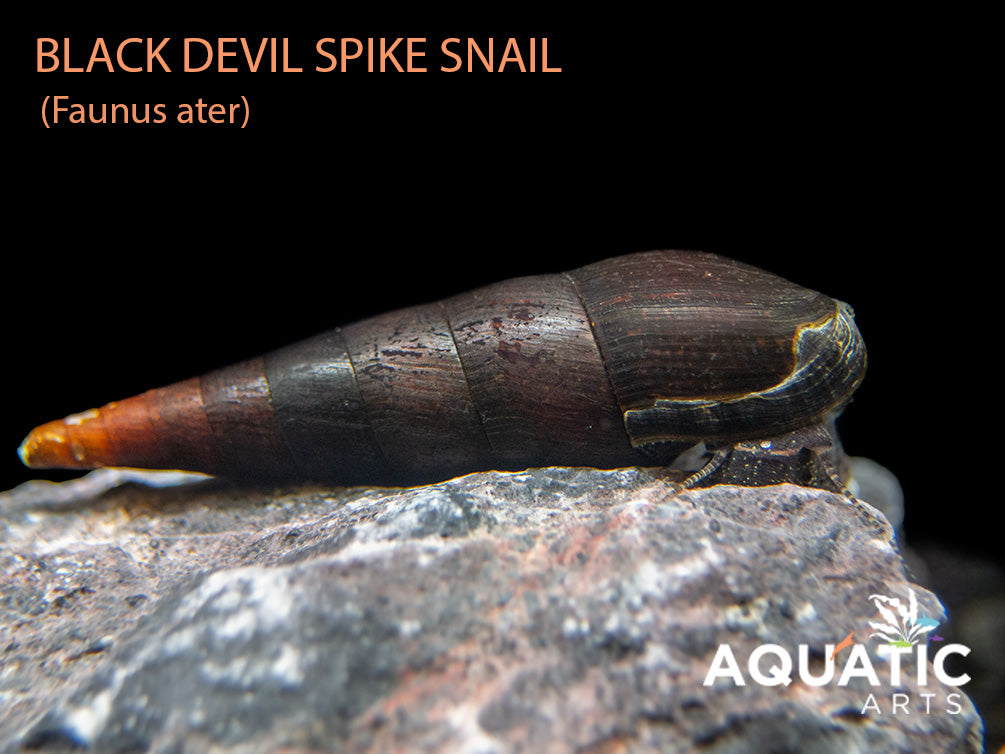 Build Your Own Algae Eating Crew – Aquatic Arts