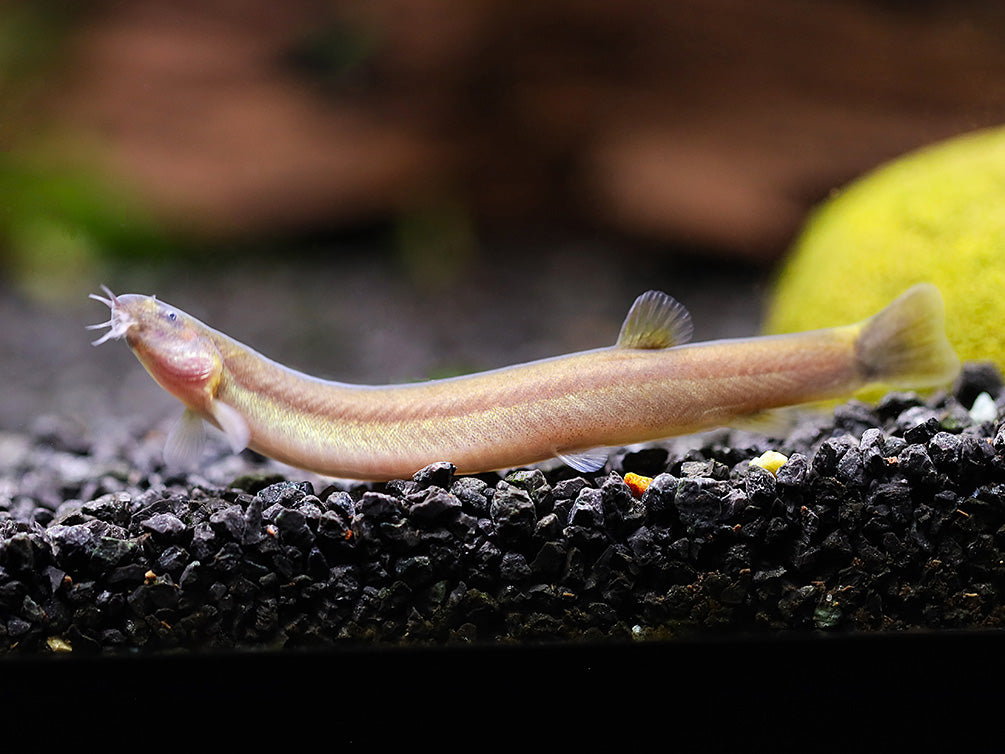 Black Kuhli Loach (Pangio oblonga) Tank Bred | Buy Live Freshwater ...